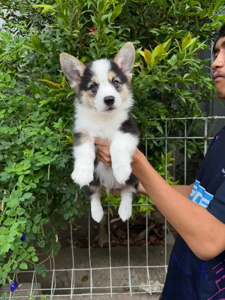 Sale corgi tricolor murmer