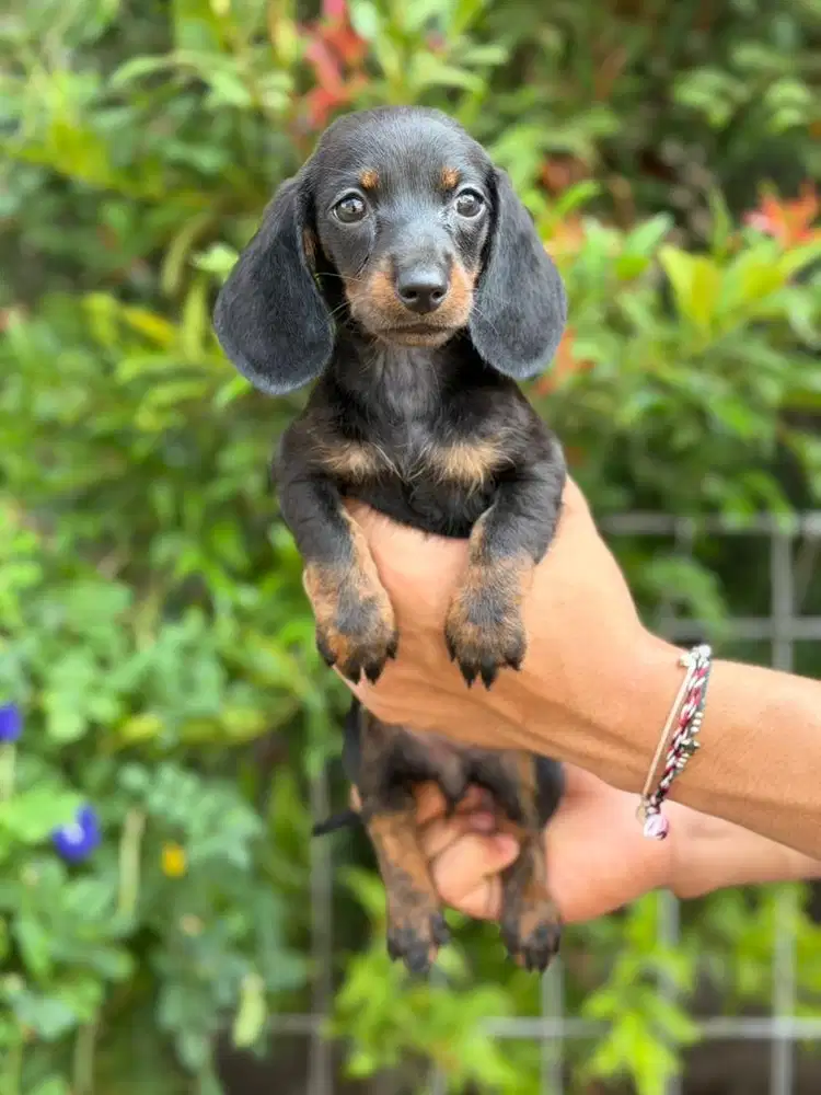 Sale 1 male & 2 female tekel stb perkin