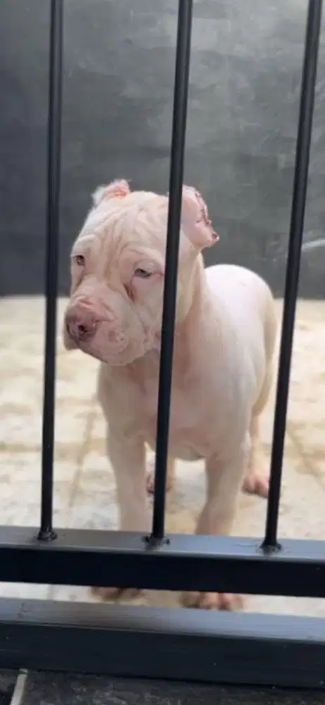 Pitbull Puppy Jantan