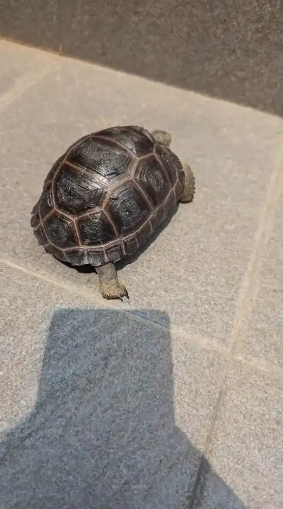 Kura kura aldabra grade spesial 13cm