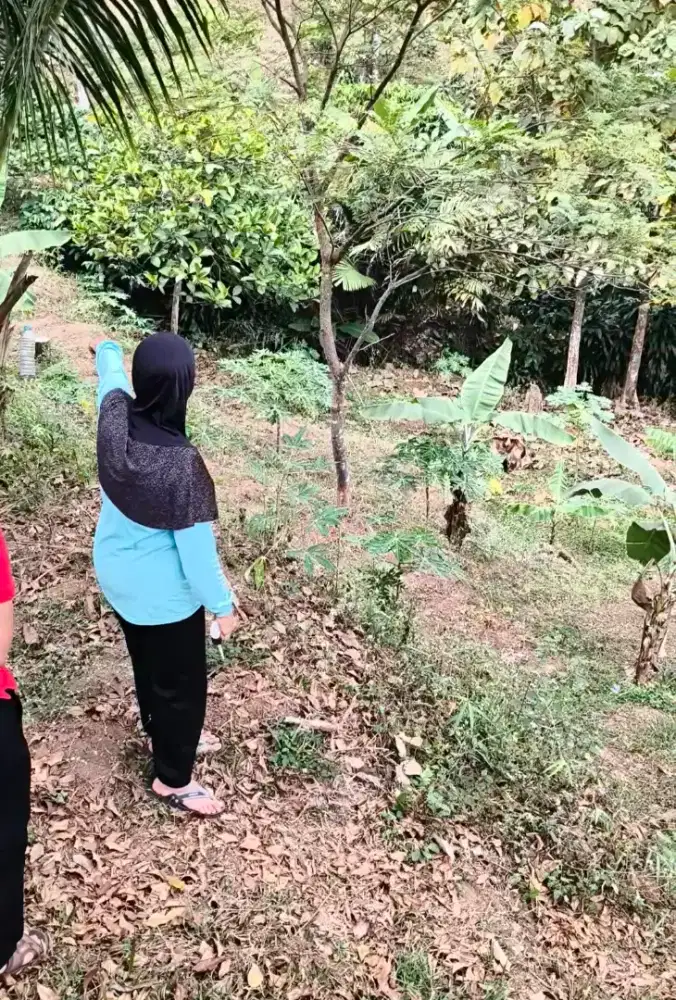 Lahan perkebunan murah