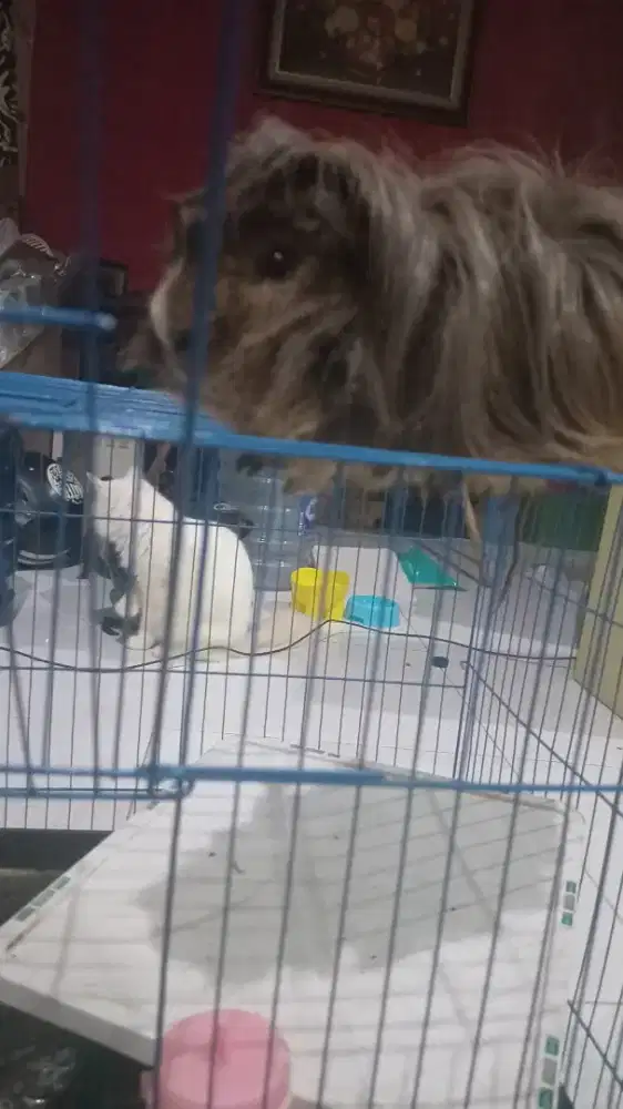 Marmut Guinea Pig