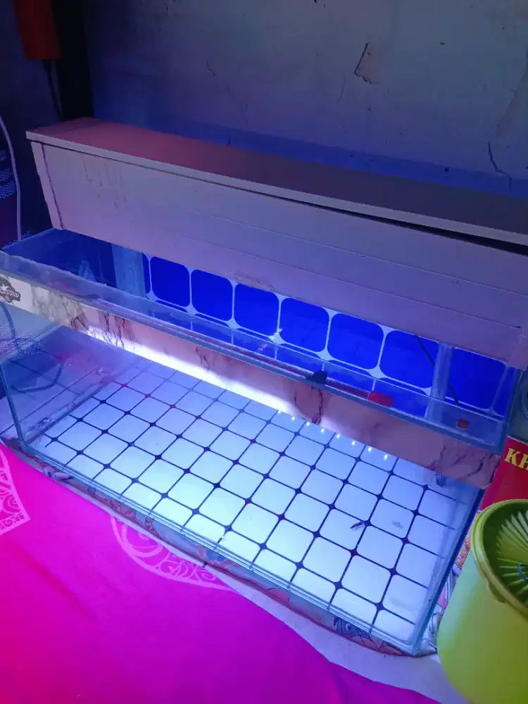 Aquarium 60 cm murah