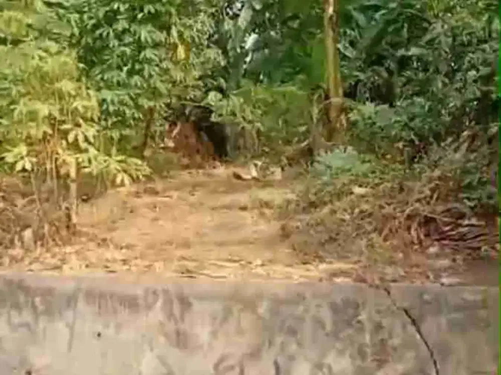 MURAH BGT PURI BETA TANAH CILEDUG KOMPLEK PERURI UBUD VILLAGE JOGLO  CIPULIR