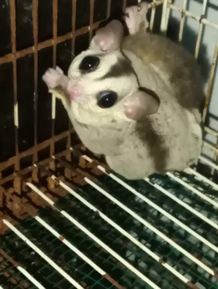 Sugar Glider Wf betina Dewasa usia 9 bulan