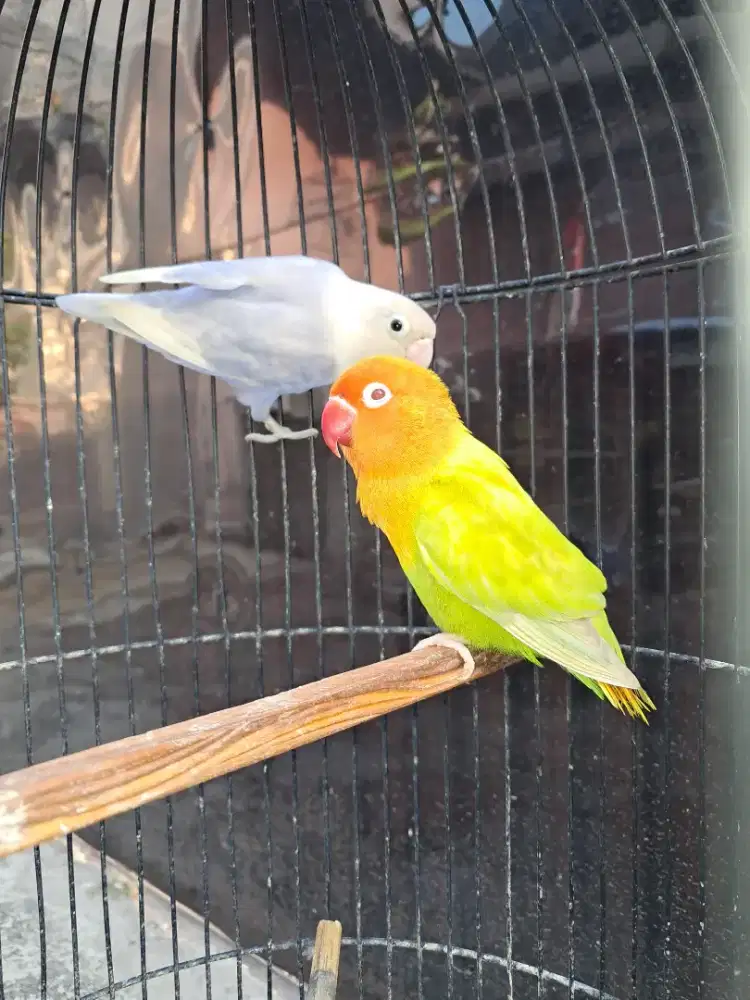 Sepasang Lovebird Biola PF Green Mata Merah dan Vio