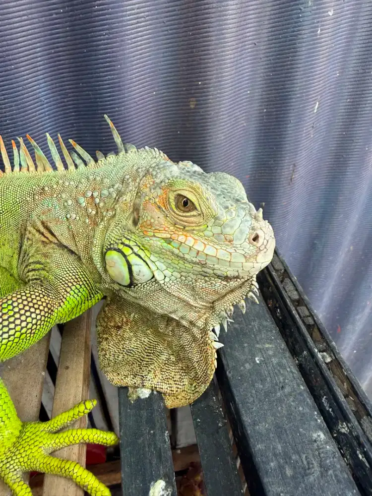 iguana green cakeppp nego in aj