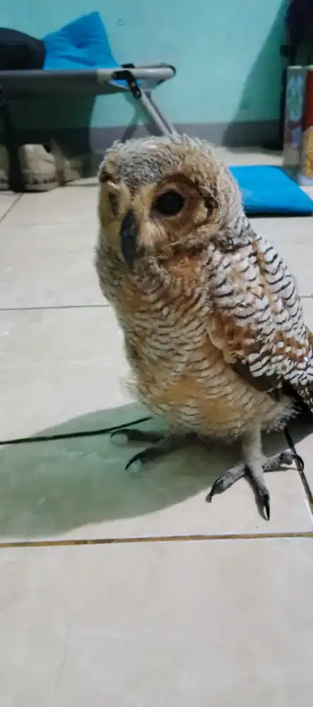 burung putih cakep