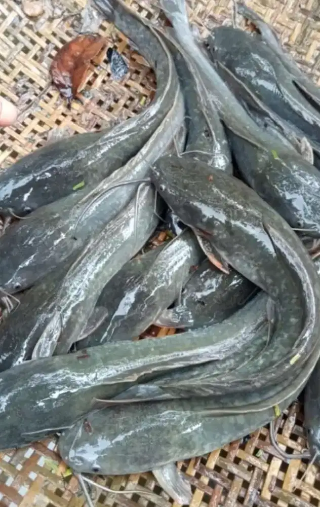 Ikan lele peliharaan sendiri d kramba