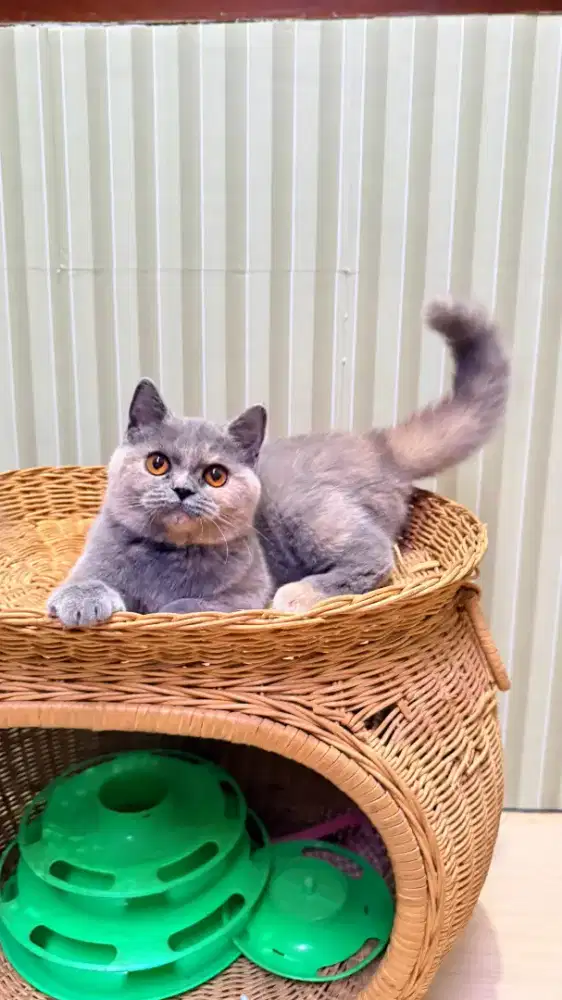 Kucing British shorthair