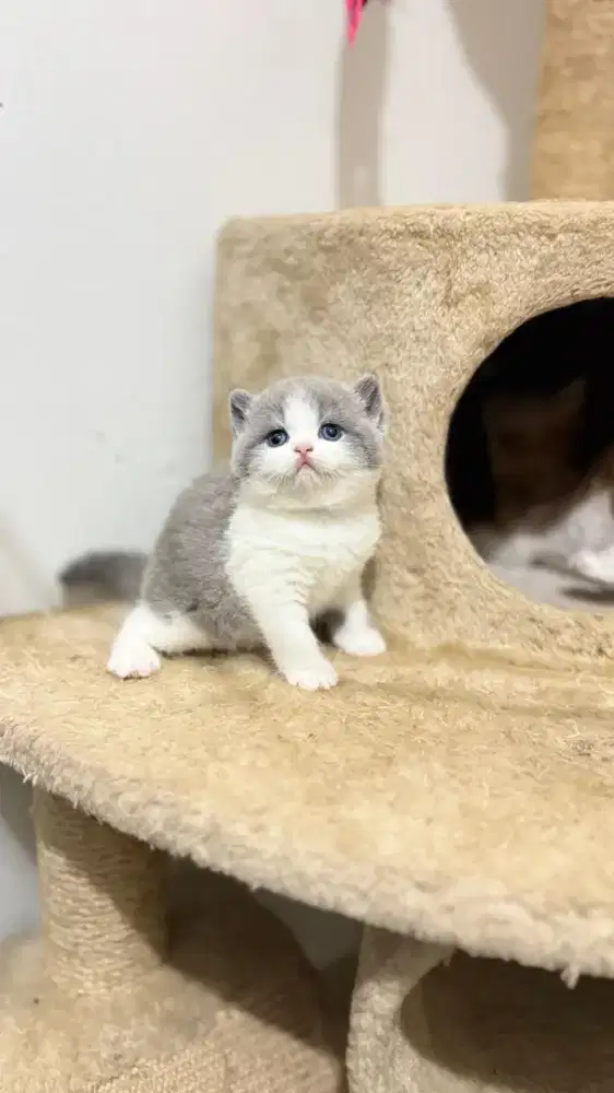 Kucing British shorthair