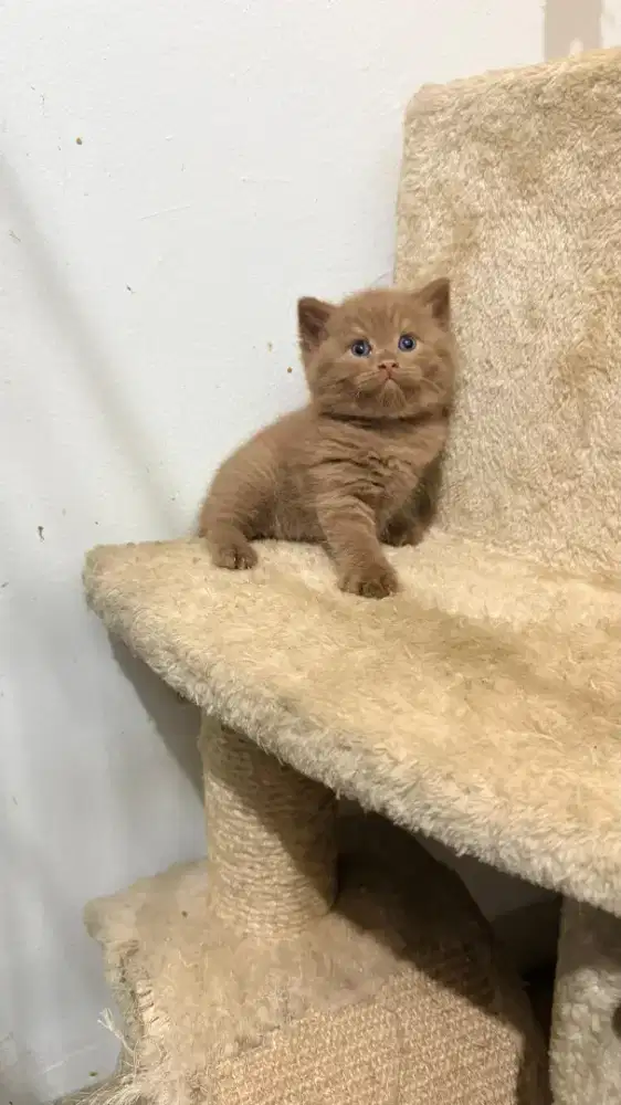 British shorthair cinamon