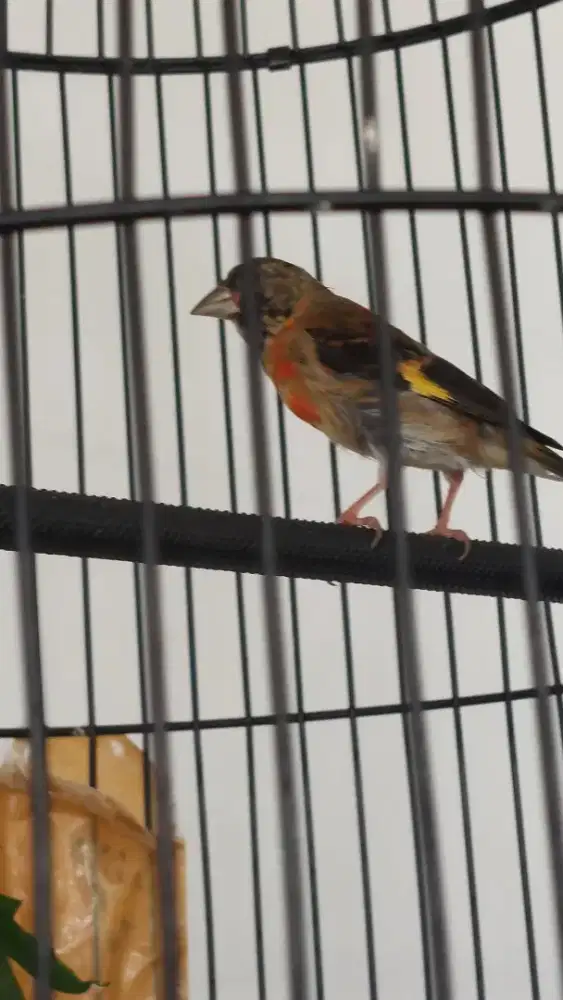 Redsiskin jantan