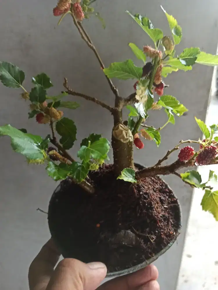 Bonsai murbei small buah rimbun murmer