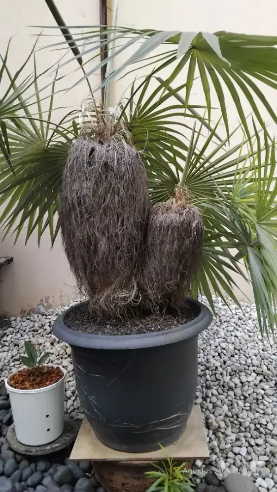 Palem Jenggot Coccothrinax Crinita Unik 2 Pohon di 1 Pot