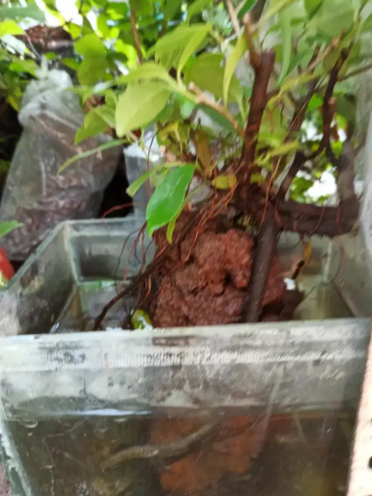 Bonsai diatas batu + aqurium + ikan