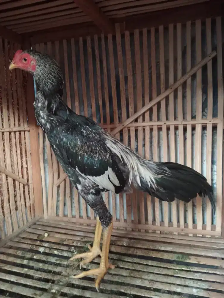 Ayam Bk x Mangon Lancur