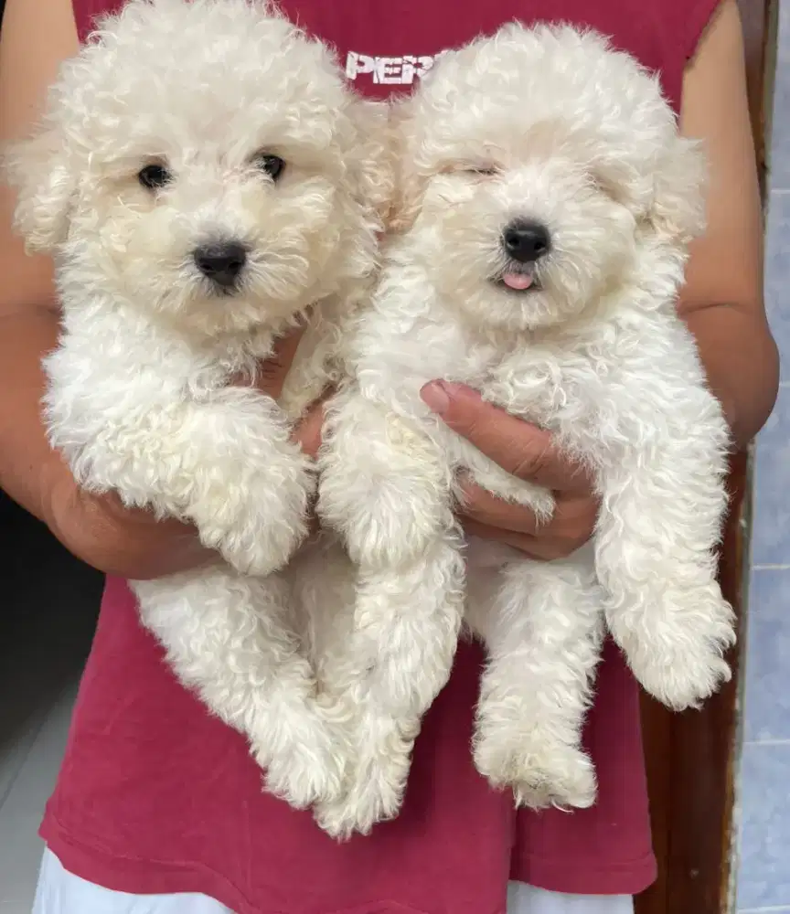 Anak anjing white poodle