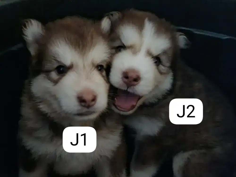 Puppies Siberian Husky Long Hair Blue Eyes