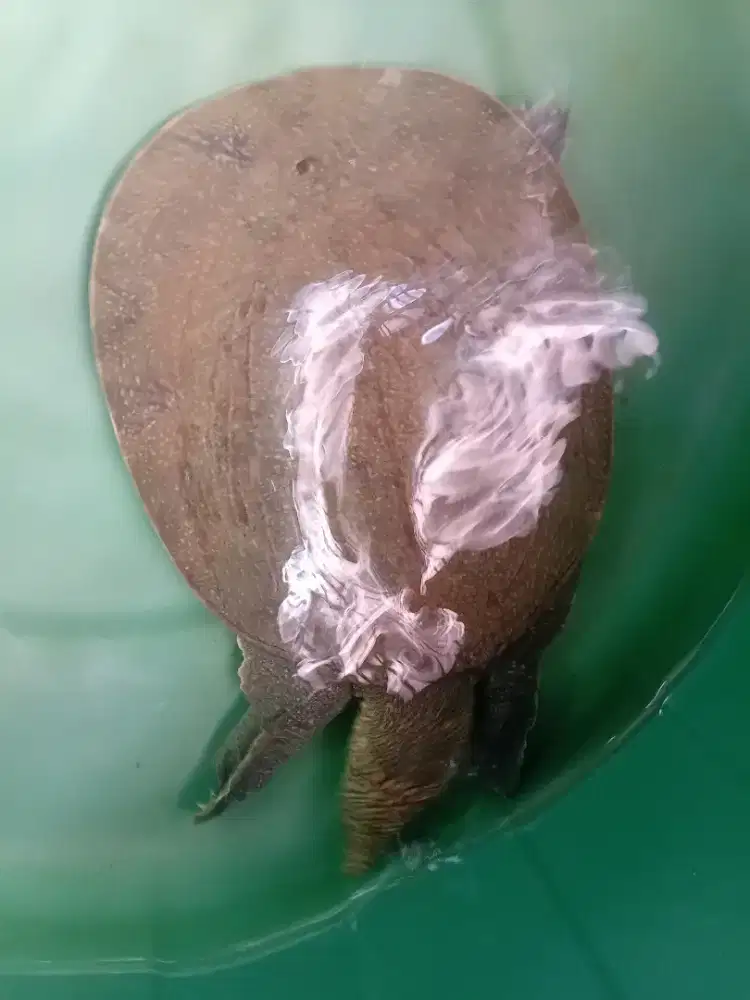 Kura kura air amyda langka bisa gede raksasa