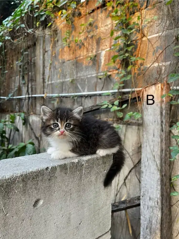 Kitten Persia medium x flatnose betina 2 bulan