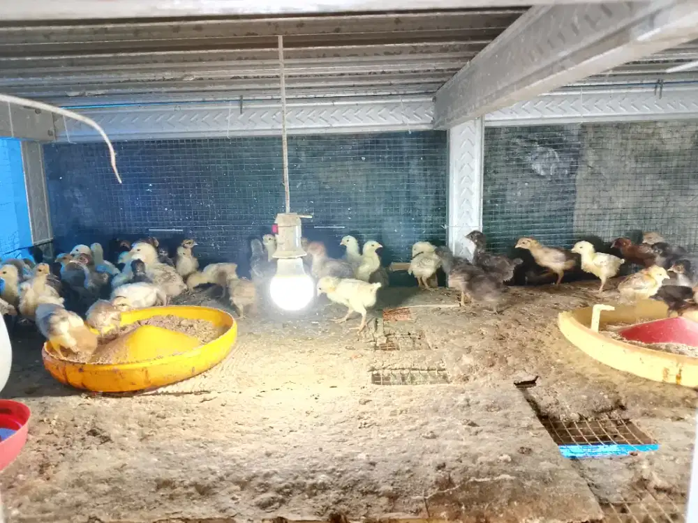 Anakan ayam kampung
