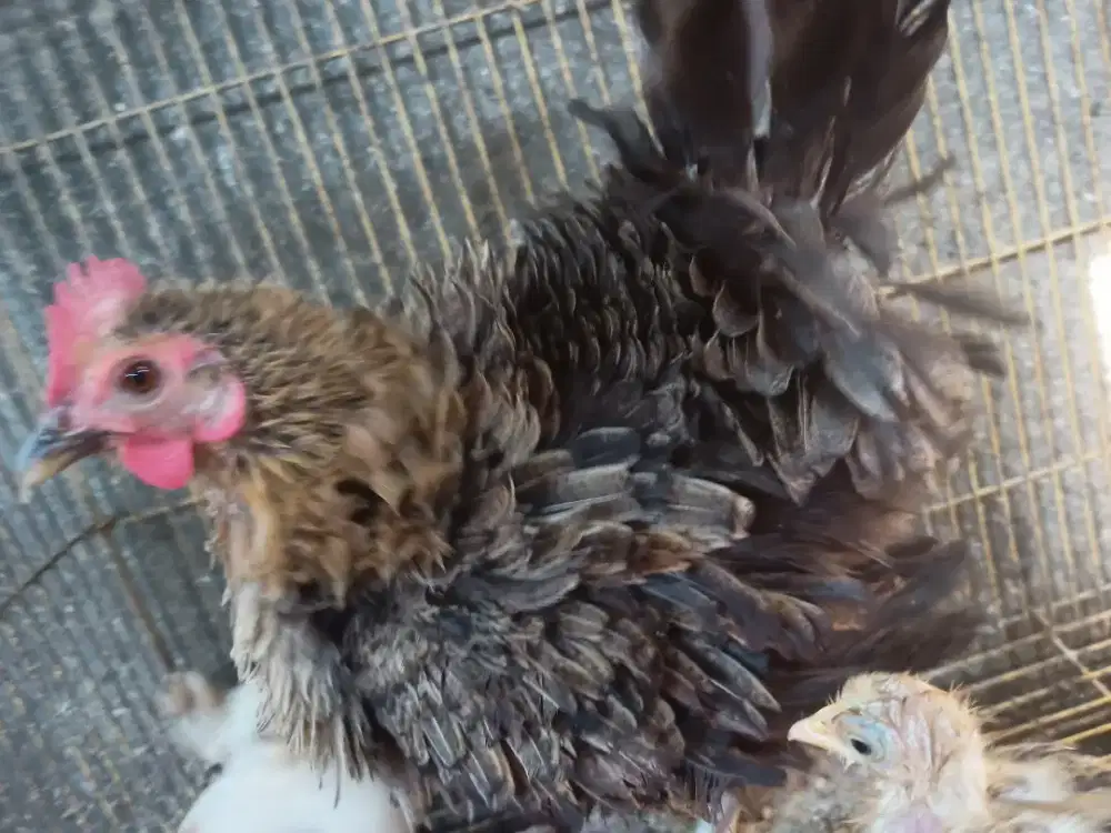 Jual 4 ekor  biang ayam Kate WALIK