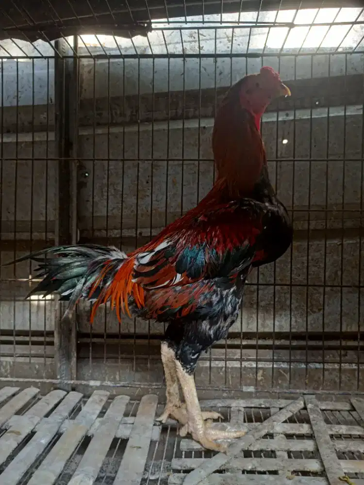 Jual ayam Jago Bangkok ukuran BIG