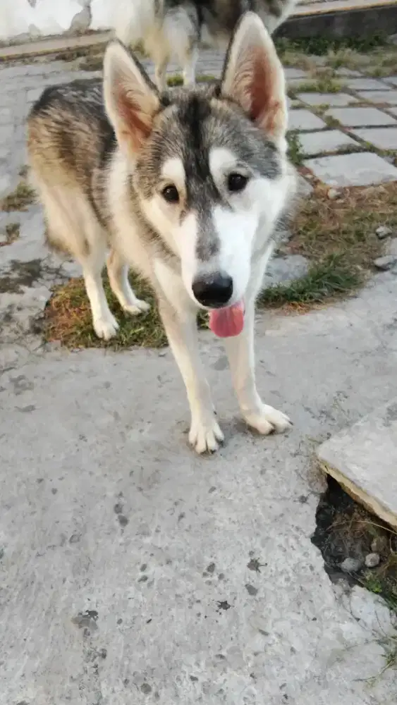 Jual cepat Siberian Husky betina. 2 ekor.