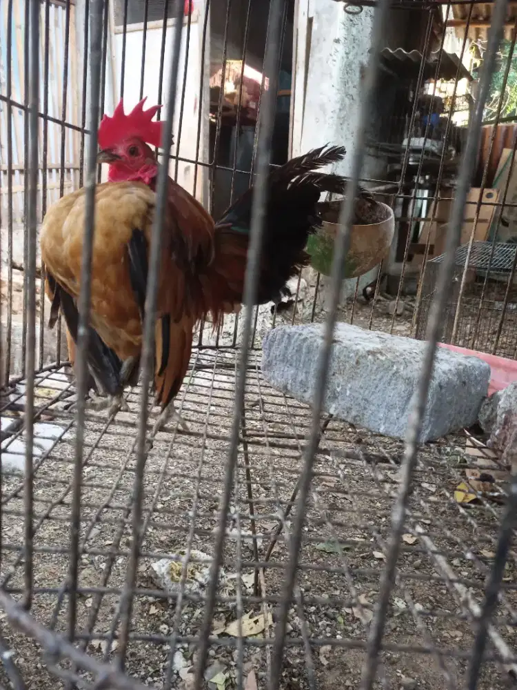 Jual ayam jago serama selam 1 ekor