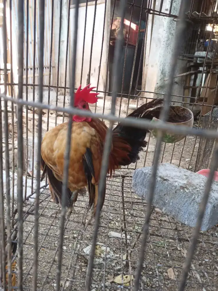 Jual ayam jago serama selam 1 ekor