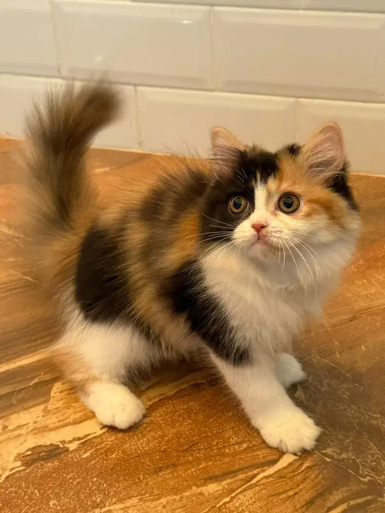 Kitten betina 2,5 bulan