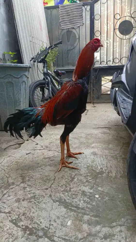 Jual ayam bangkok