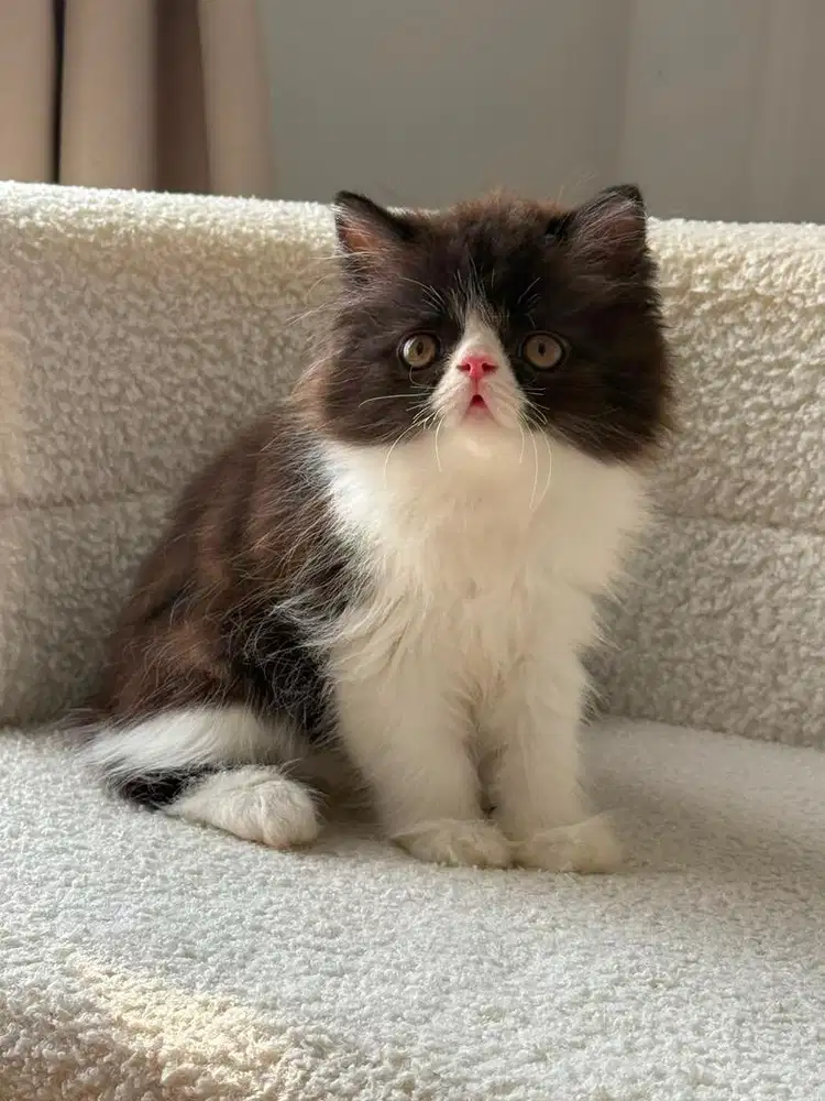Kitten peaknose 2,5 bulan