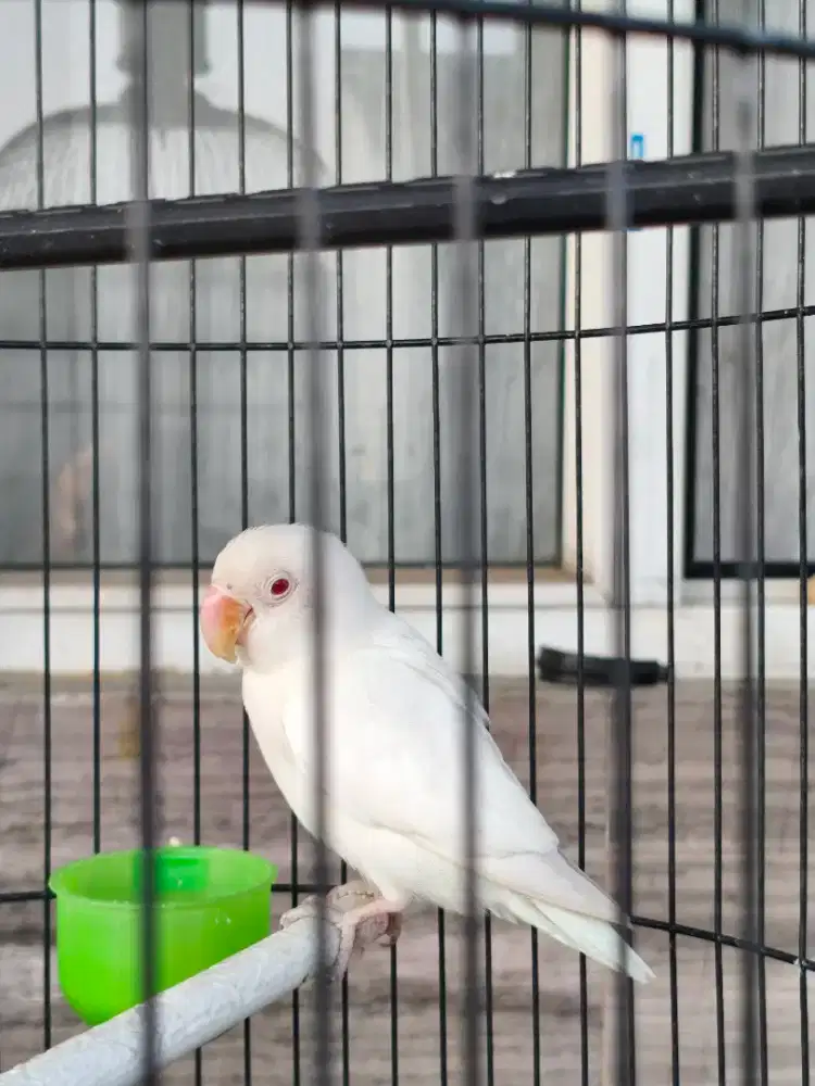 Lovebird Albino Mata Merah (MM) Jantan Dewasa