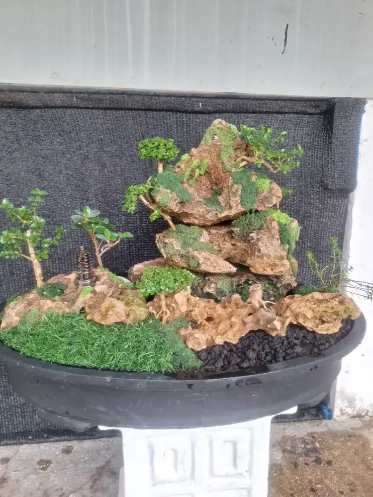 Bonsai Lanscape Panorama