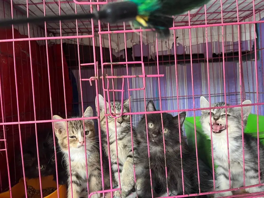 Kucing Persia Medium
