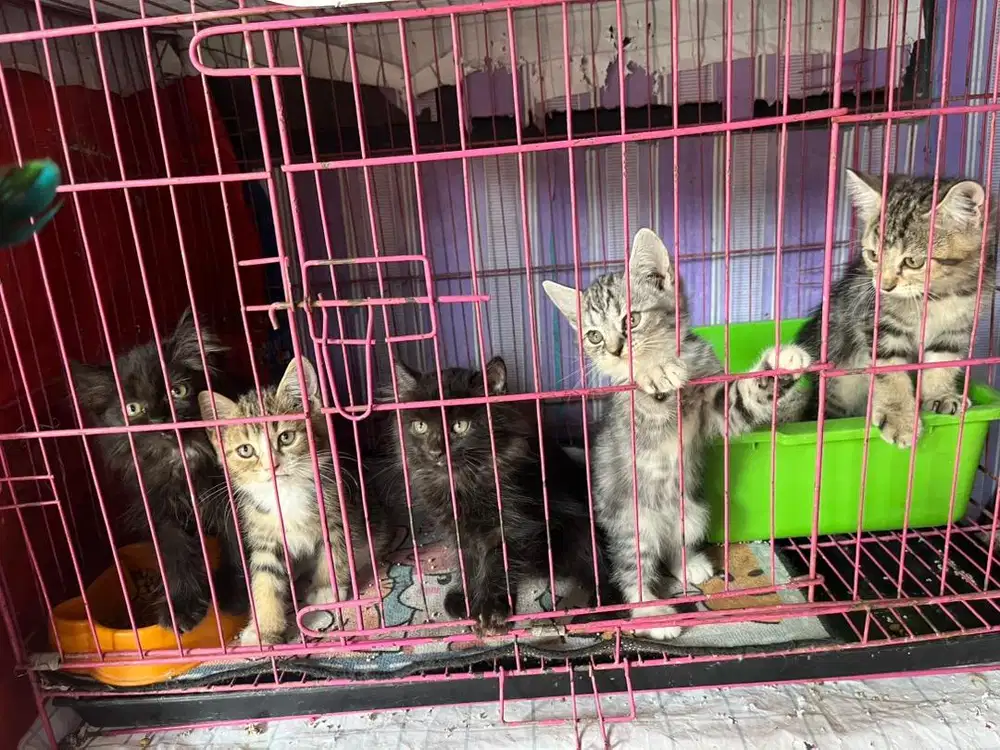 Kucing Persia Medium