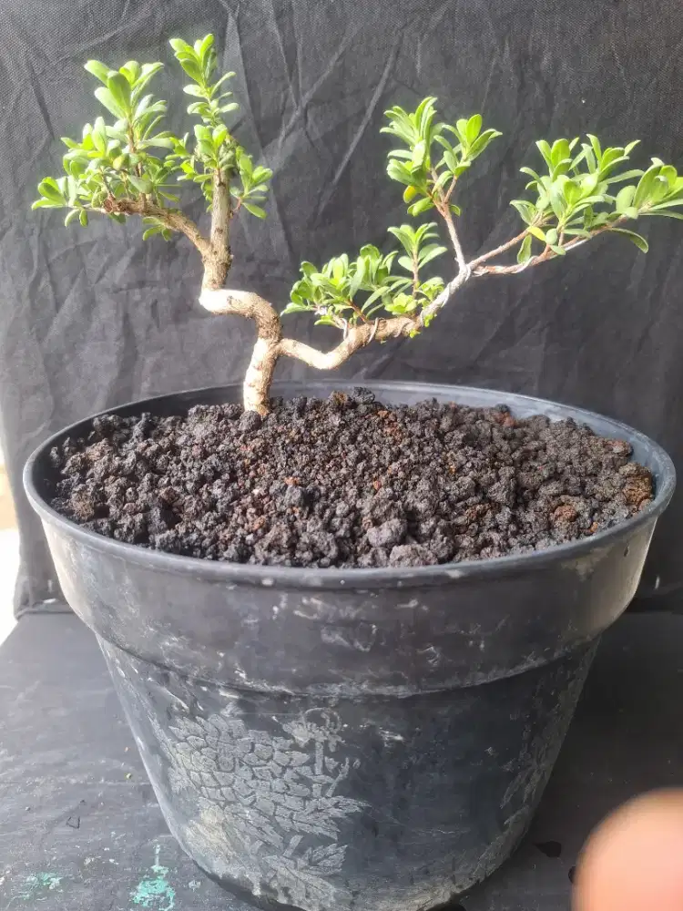 Bonsai bahan santigi Mame