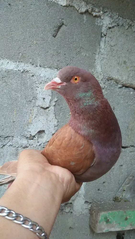 Merpati kolong jantan