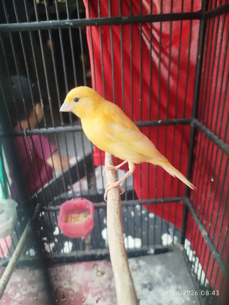 Kenari riwikan jantan