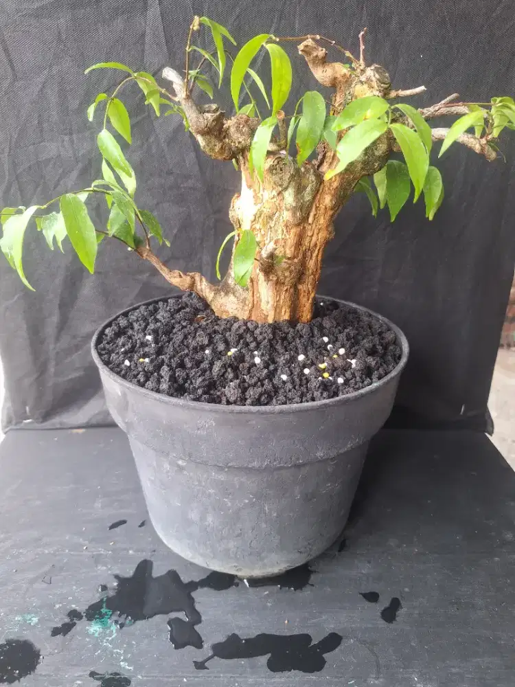 Bonsai bahan anting putri