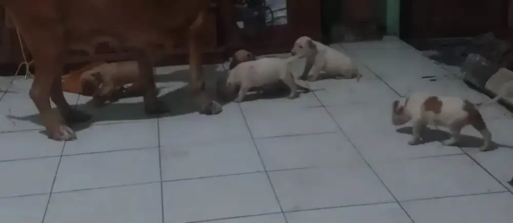 Anak anjing American Pitbull Terrier