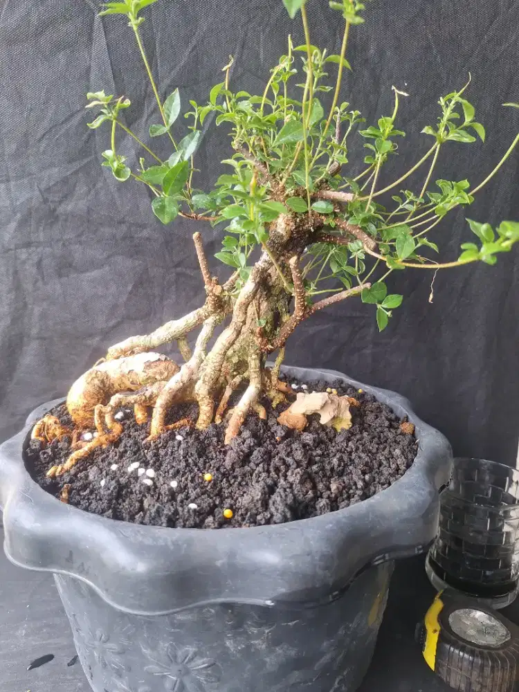 Bonsai bahan sakura mikro