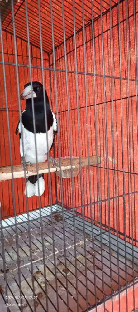 Burung jagal papua jinak bunyi