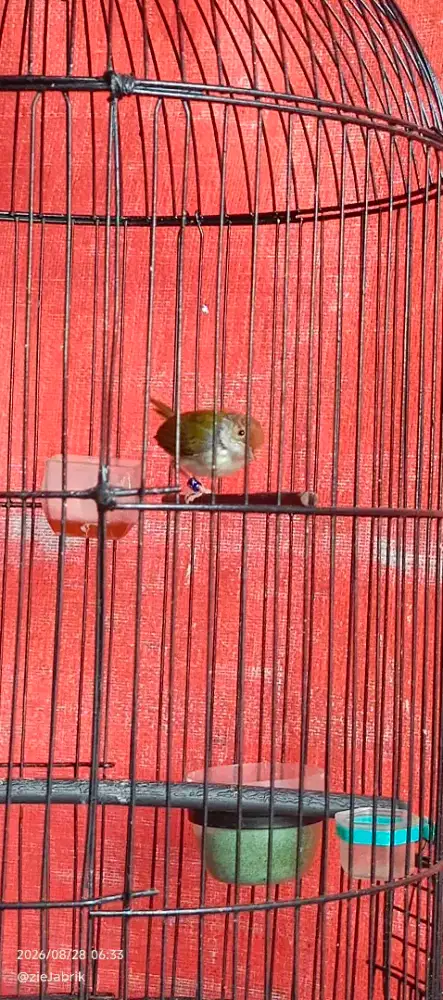 Burung prenjak bawah rajin