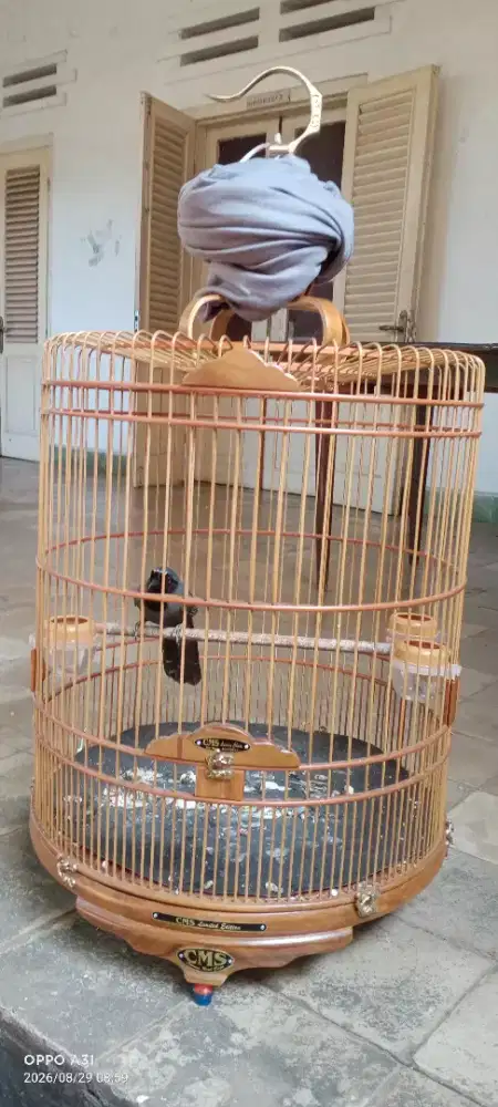 Burung Poksay pipih hitam fulset kandang CMS