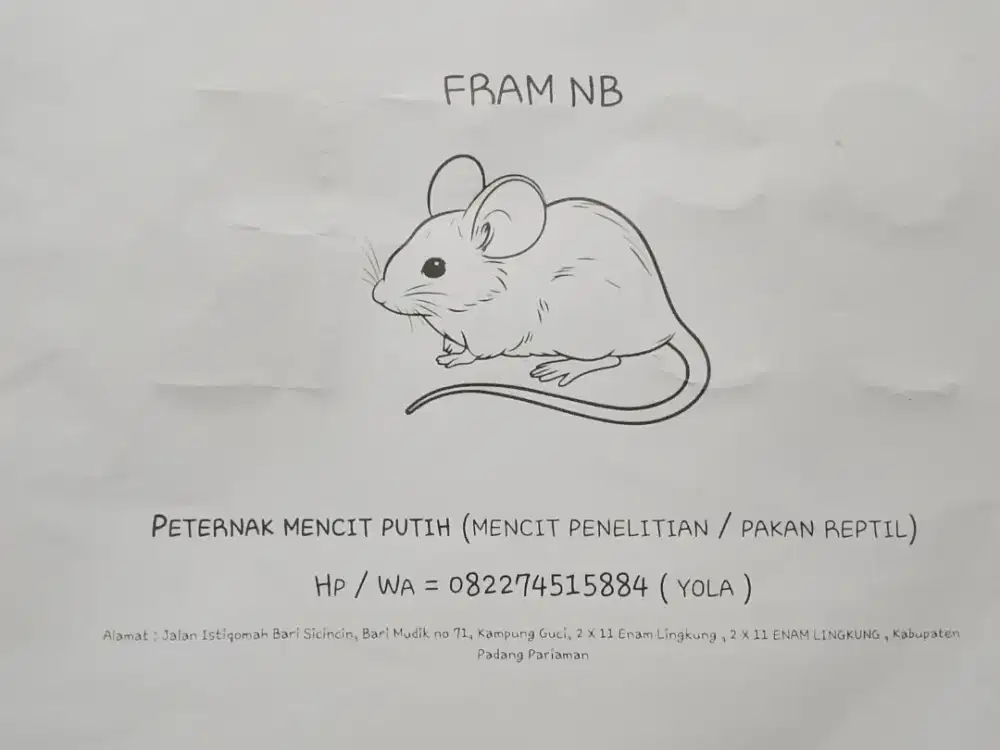 Fram NB mencit putih
