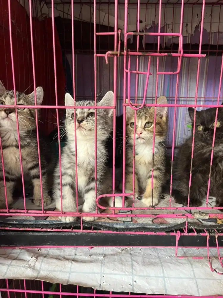Kucing Persia Medium