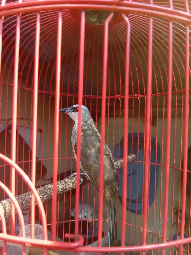 Burung trucukan jatim